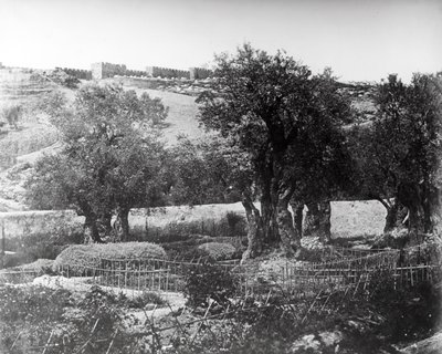 Gethsemane by Felice Beato